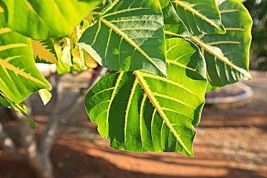 2月PS+欧美服二＆三档新增游戏 《采石场惊魂》等入库